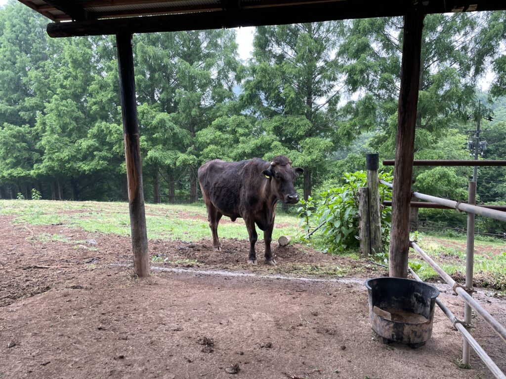 平田観光農園の牛