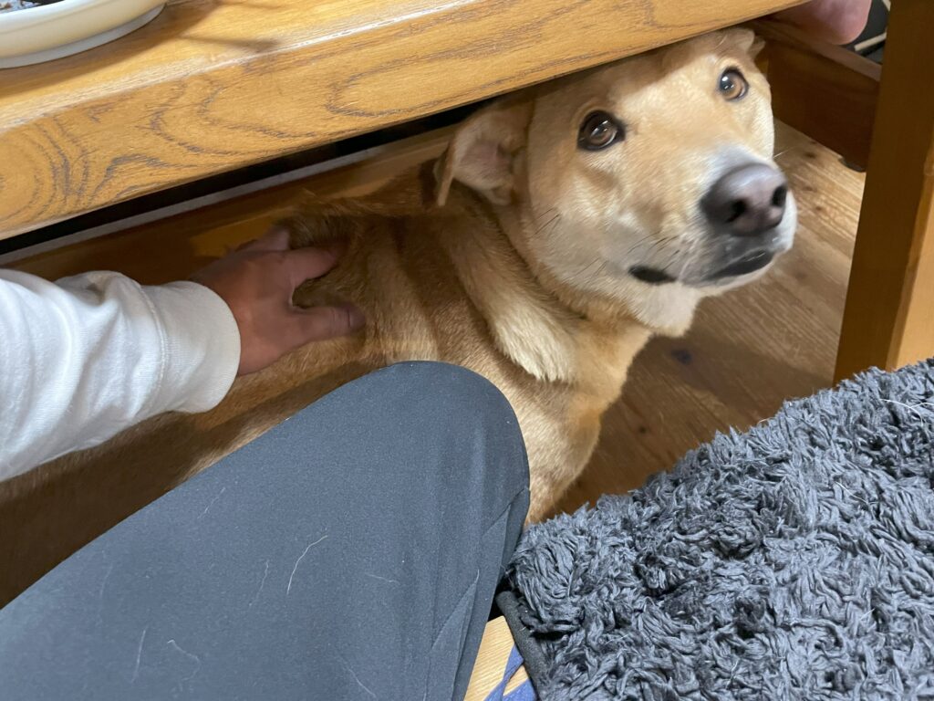 机の下の犬