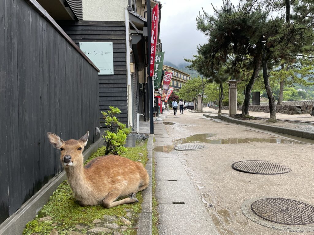宮島参道に座る鹿