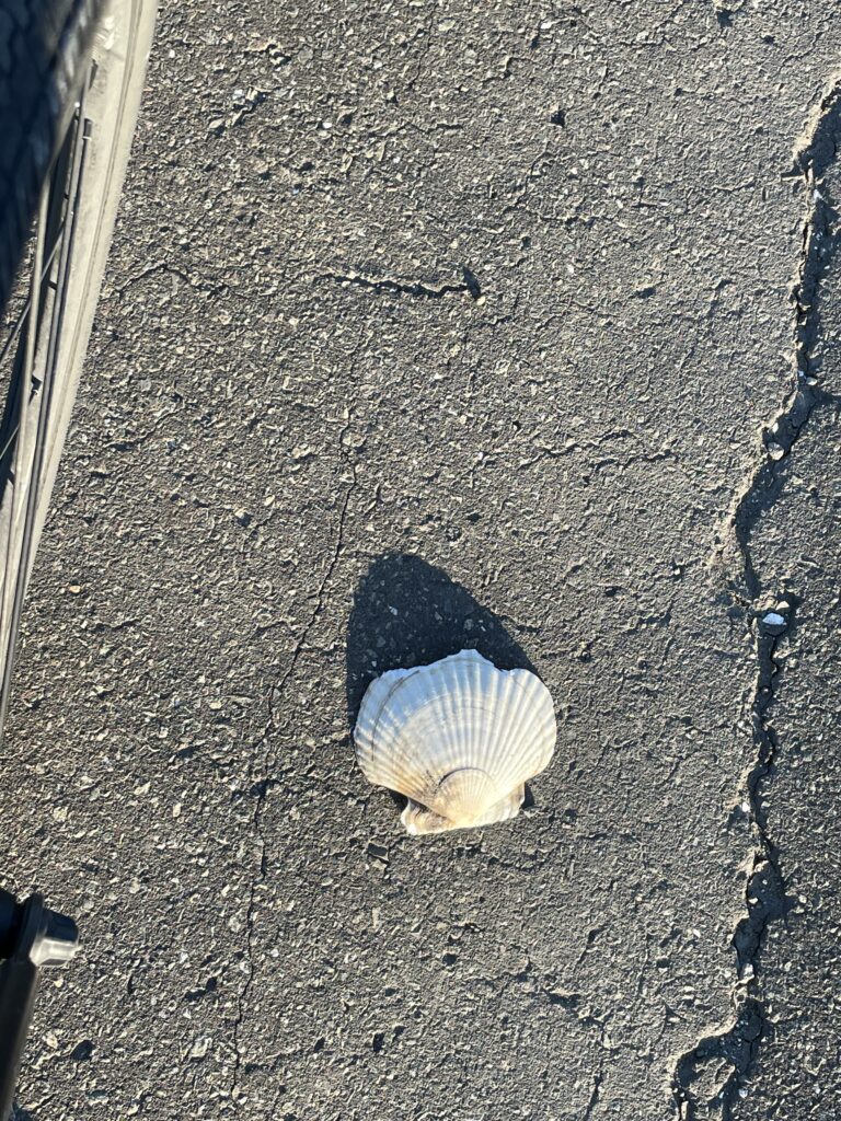 北海道の道に落ちていたホタテの貝殻