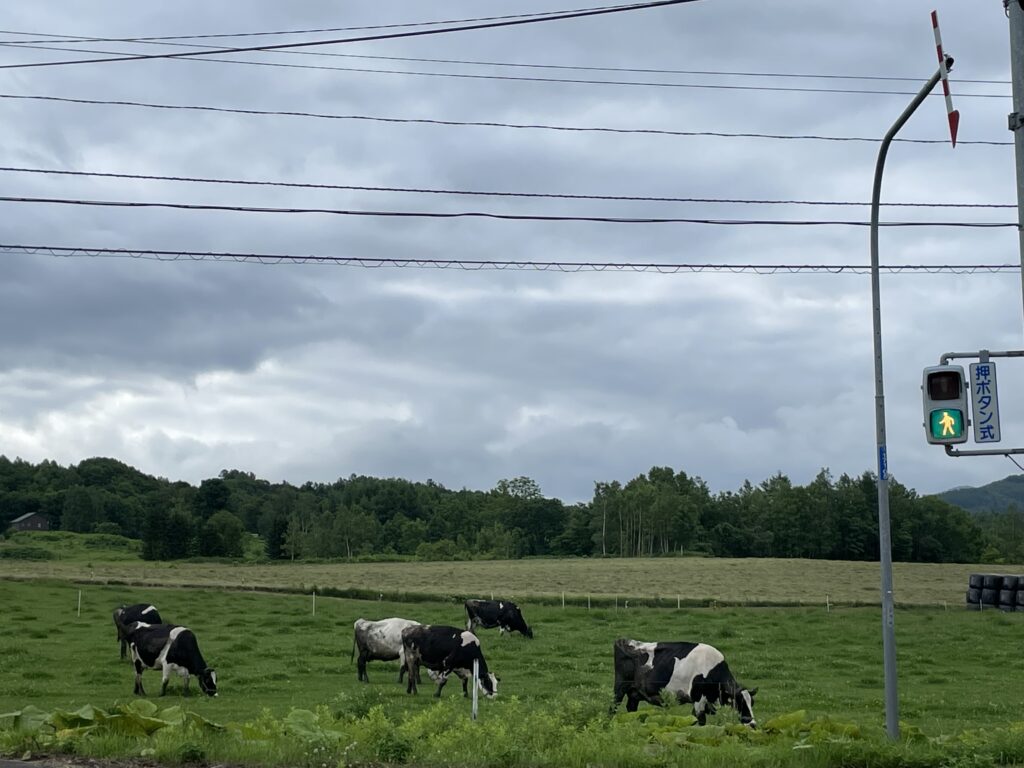 ニセコ近くの牛