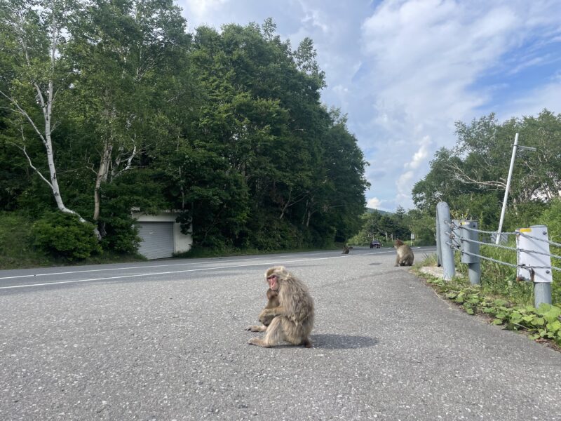 志賀高原の猿