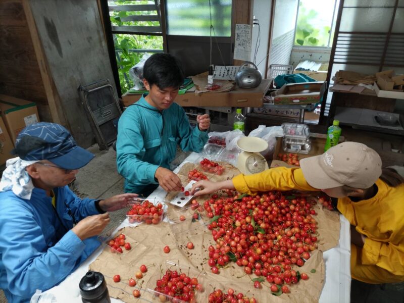 西川町おてつたびで収穫したさくらんぼを選別する様子