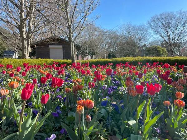 ふなばしアンデルセン公園のチューリップ