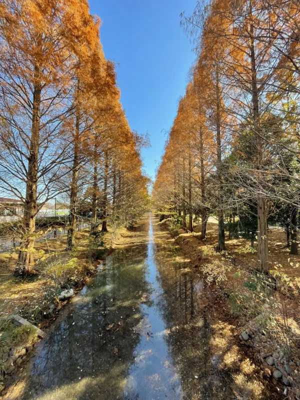 加須はなさき公園の紅葉