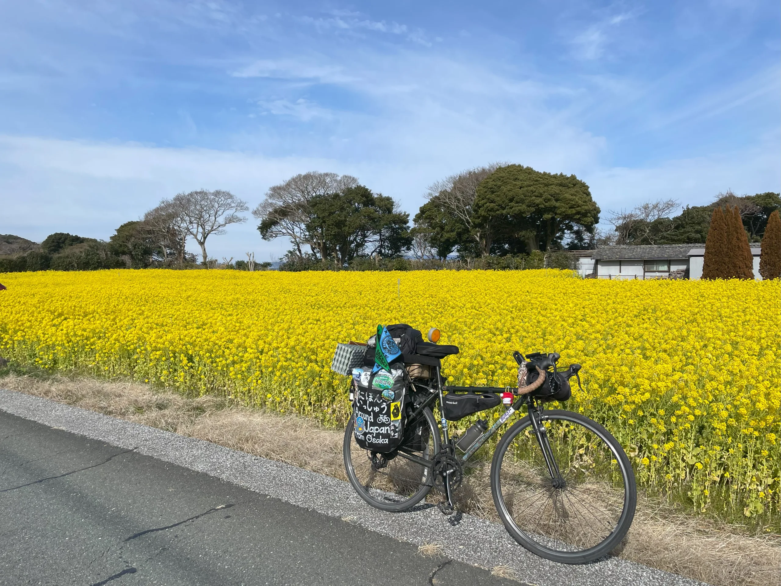 渥美半島田原市の菜の花