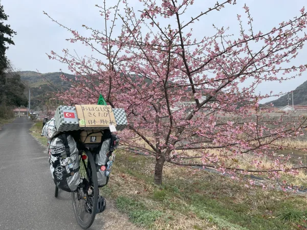 道の駅ソラーネ周南近くの桜並木