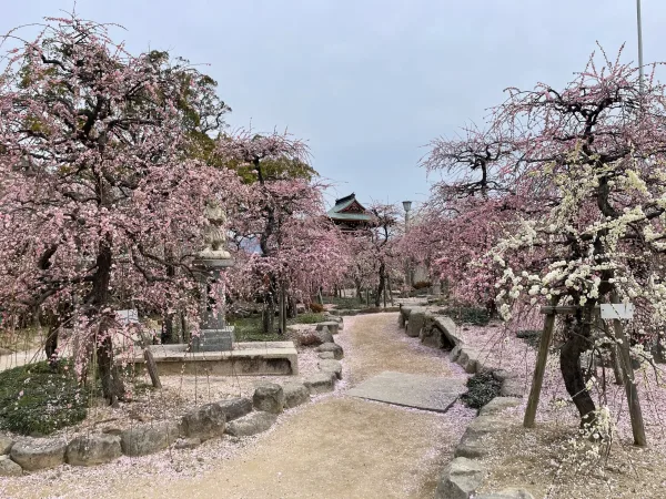 防府天満宮の梅園