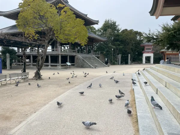 防府天満宮の鳩