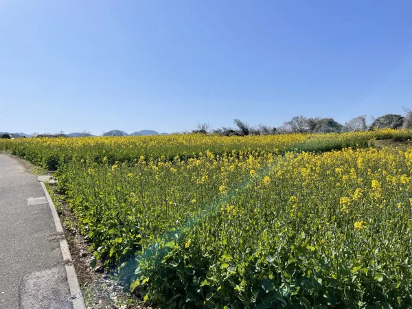 長崎鼻の菜の花畑