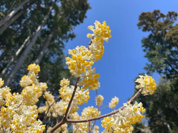 ミツマタの花