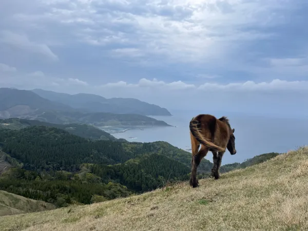 岬馬