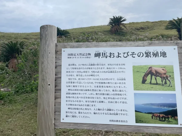 岬馬についての看板