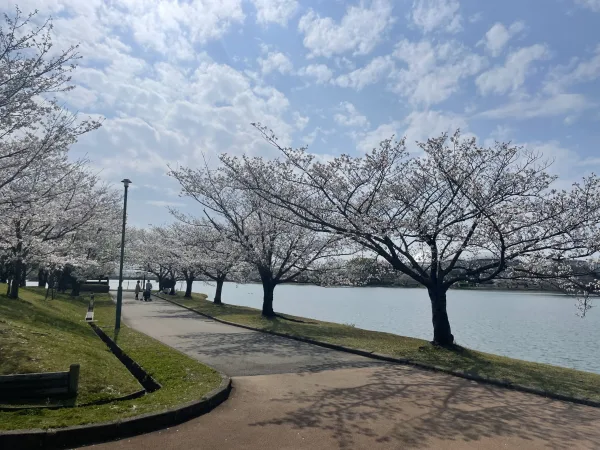 駕与丁公園の桜