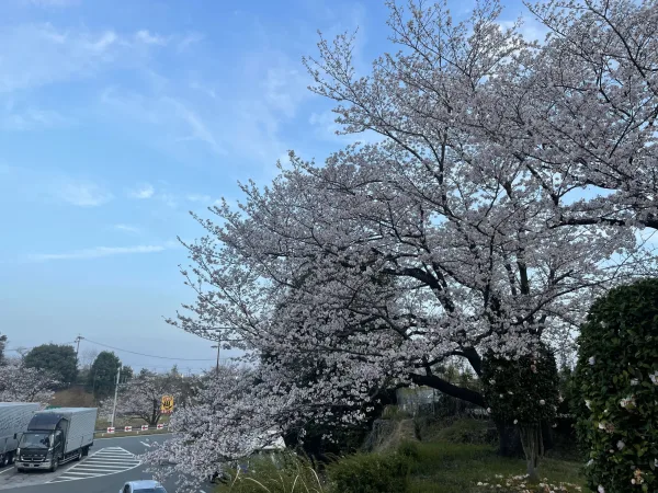 託麻PAの桜