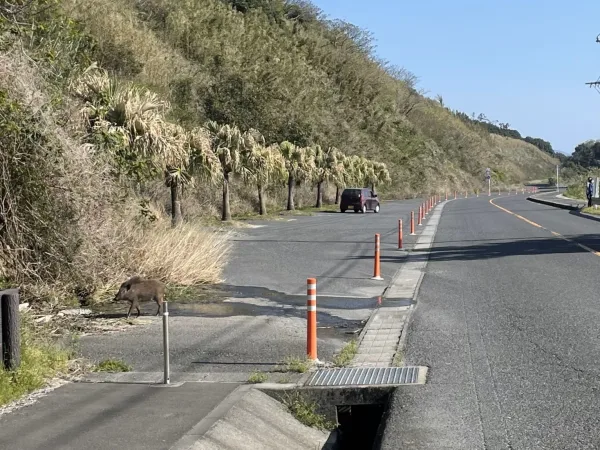 国道220号線に現れたイノシシ