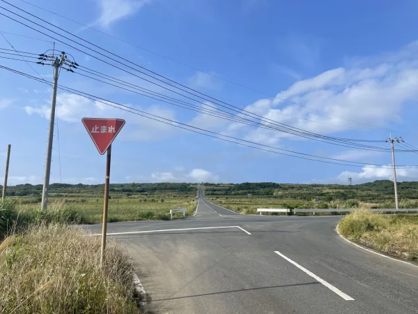 サトウキビの一本道