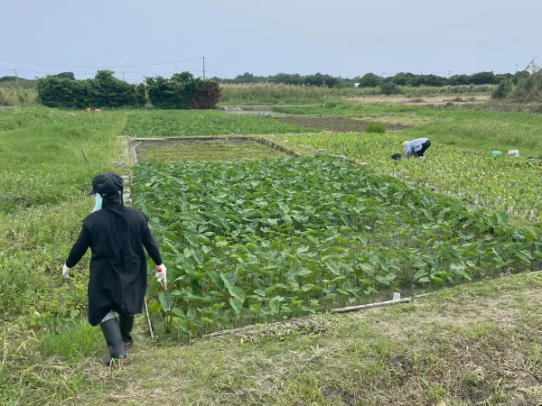 喜界島の畑