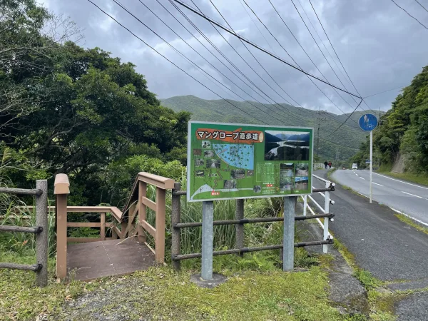 奄美大島のマングローブ遊歩道