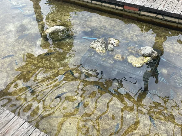 せとうち海の駅前の魚