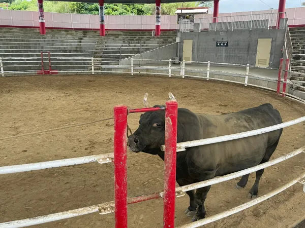 徳之島なくさみ館にいた闘牛