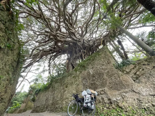 徳之島の300年ガジュマル