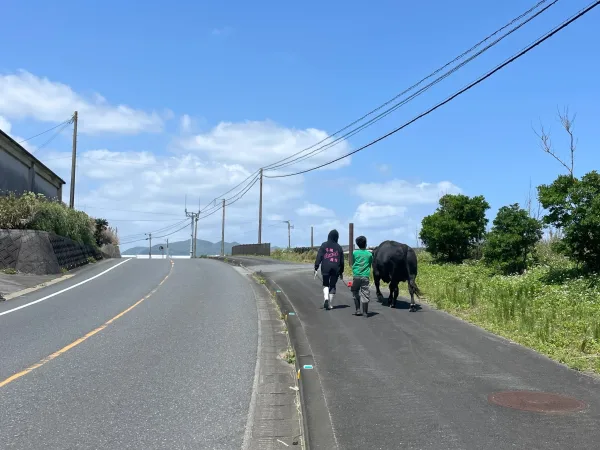 徳之島の道を歩く闘牛