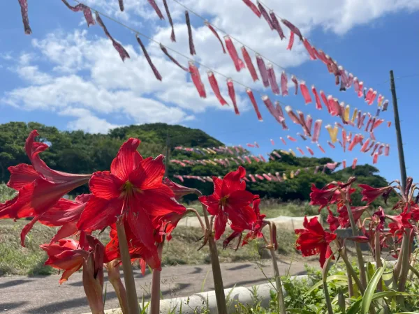 沖永良部島の鯉のぼりとハイビスカス