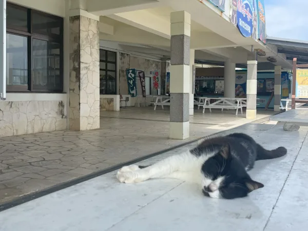 海の駅あやはし館の猫