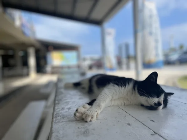 海の駅あやはし館の猫