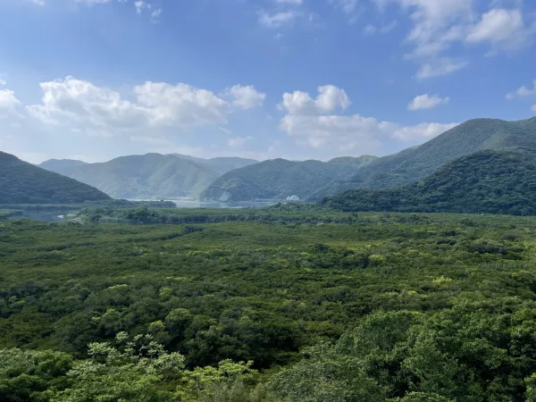 奄美大島の住用のマングローブ林