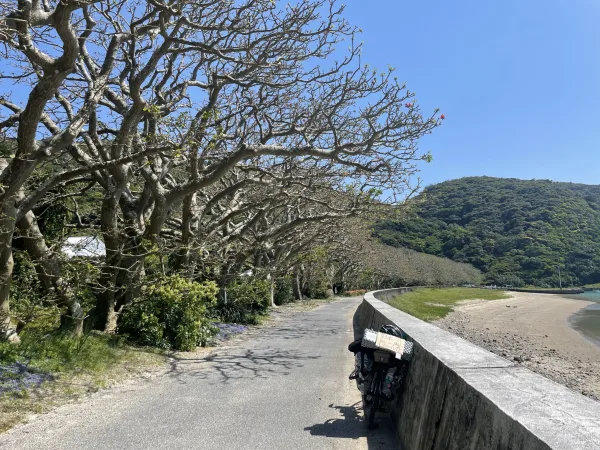 加計呂麻島のデイゴ並木