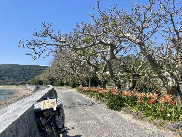 加計呂麻島のデイゴ並木