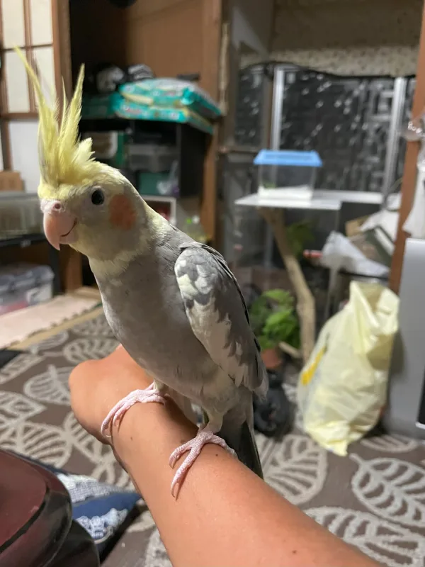 奄美大島の古仁屋のインコ