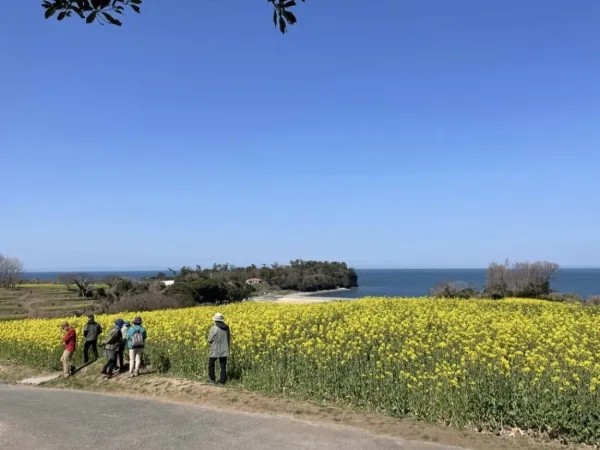 長崎鼻の菜の花畑