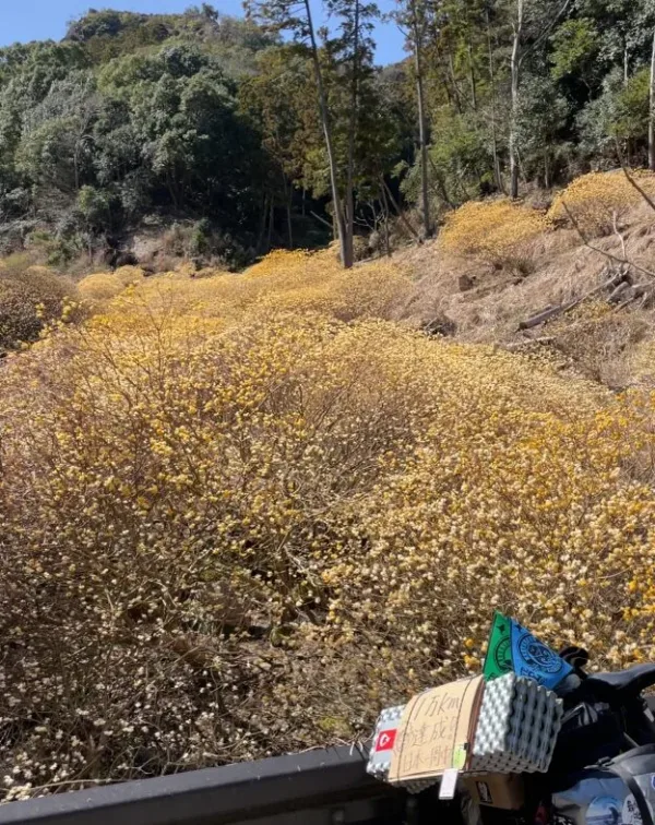 ミツマタ群生地と自転車