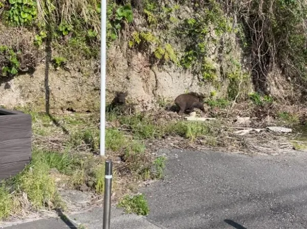 国道220号線に現れたイノシシ