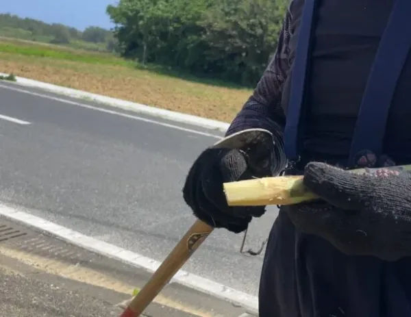 喜界島でいただいたサトウキビ