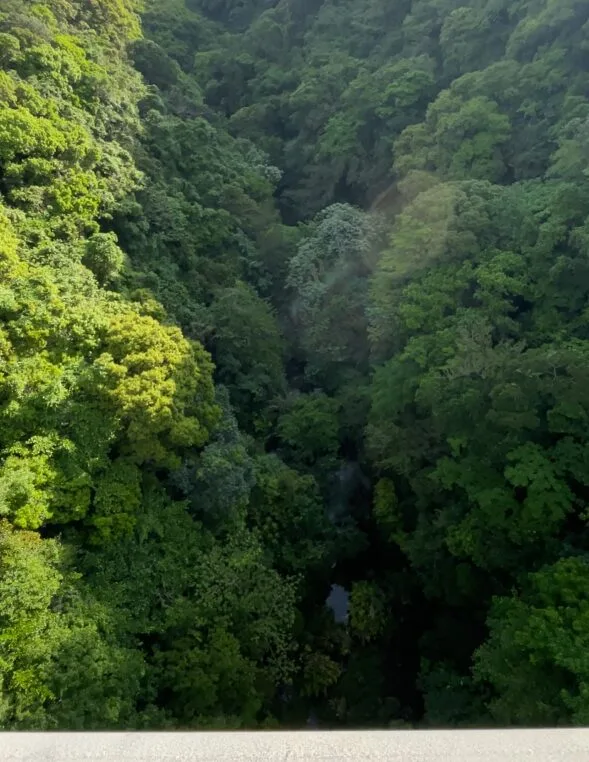 徳之島の橋から見た川