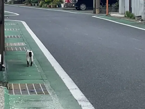 沖永良部島の野良猫