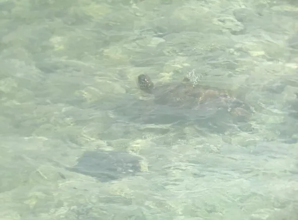 沖永良部島のウミガメビューポイント