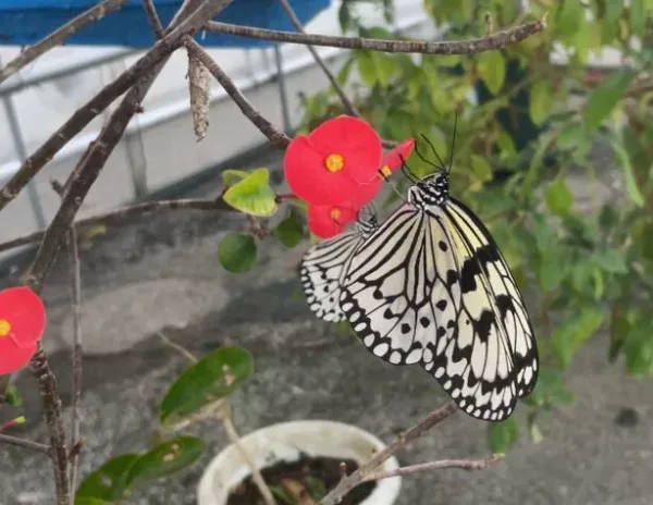 上大謝名さくら公園のオオゴマダラ