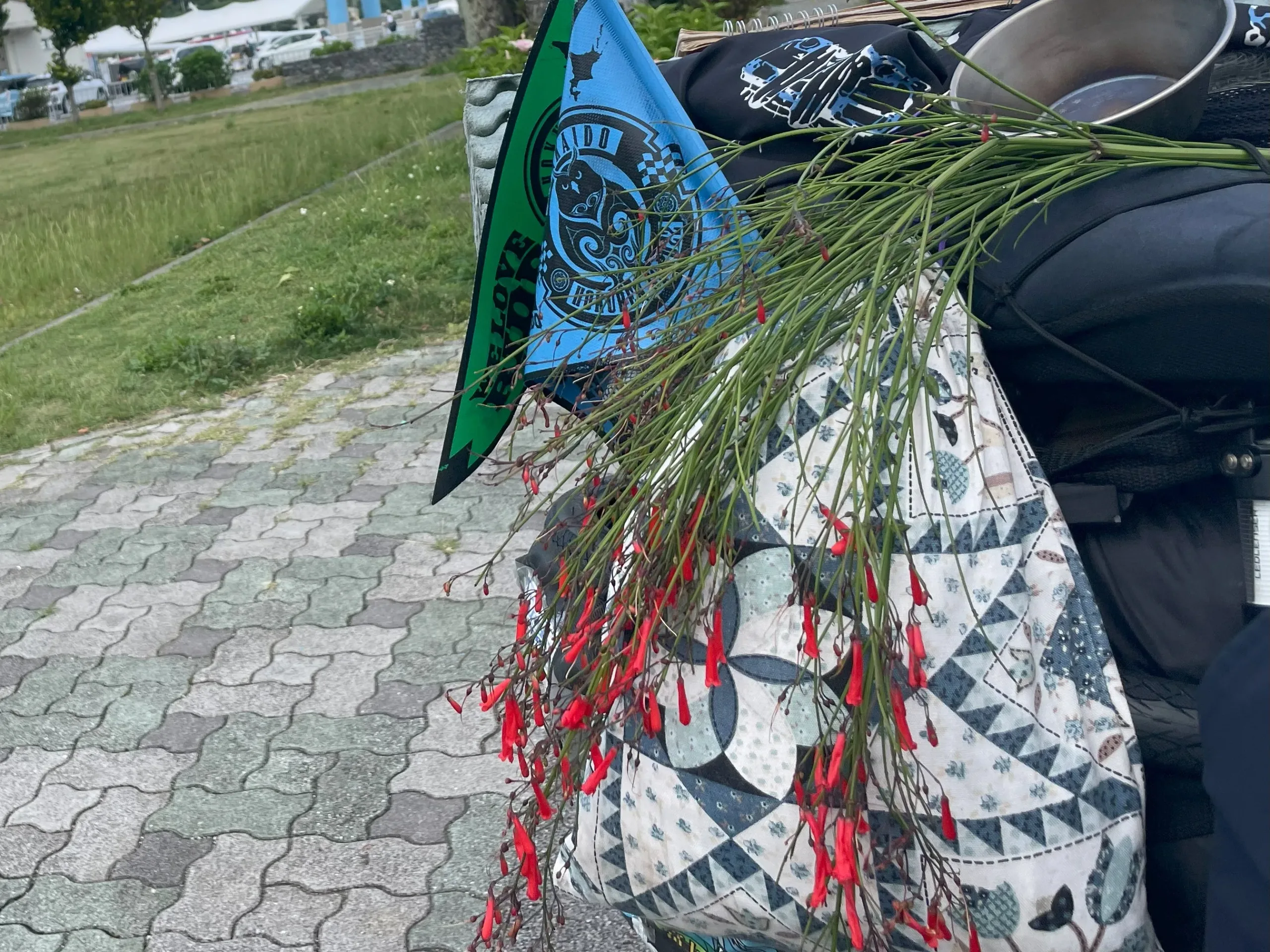 本部町で子どもからもらった植物