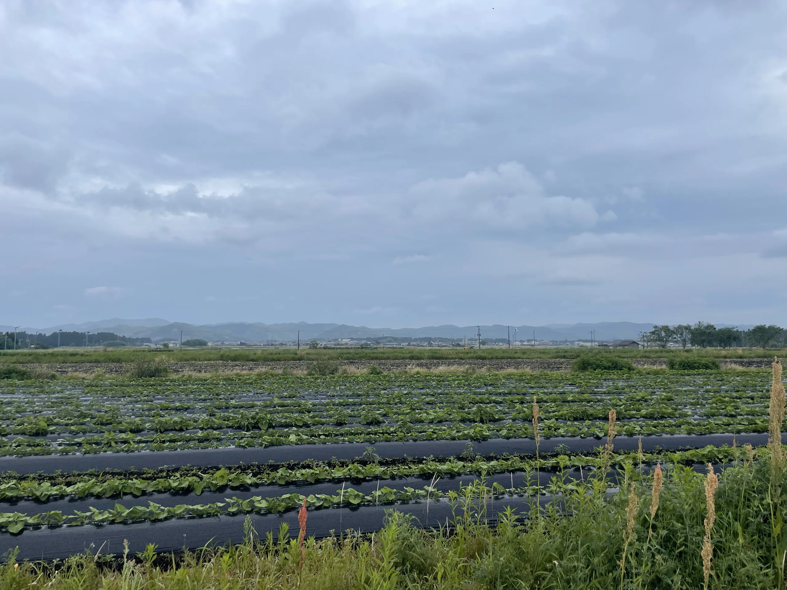 知覧飛行場跡地の畑