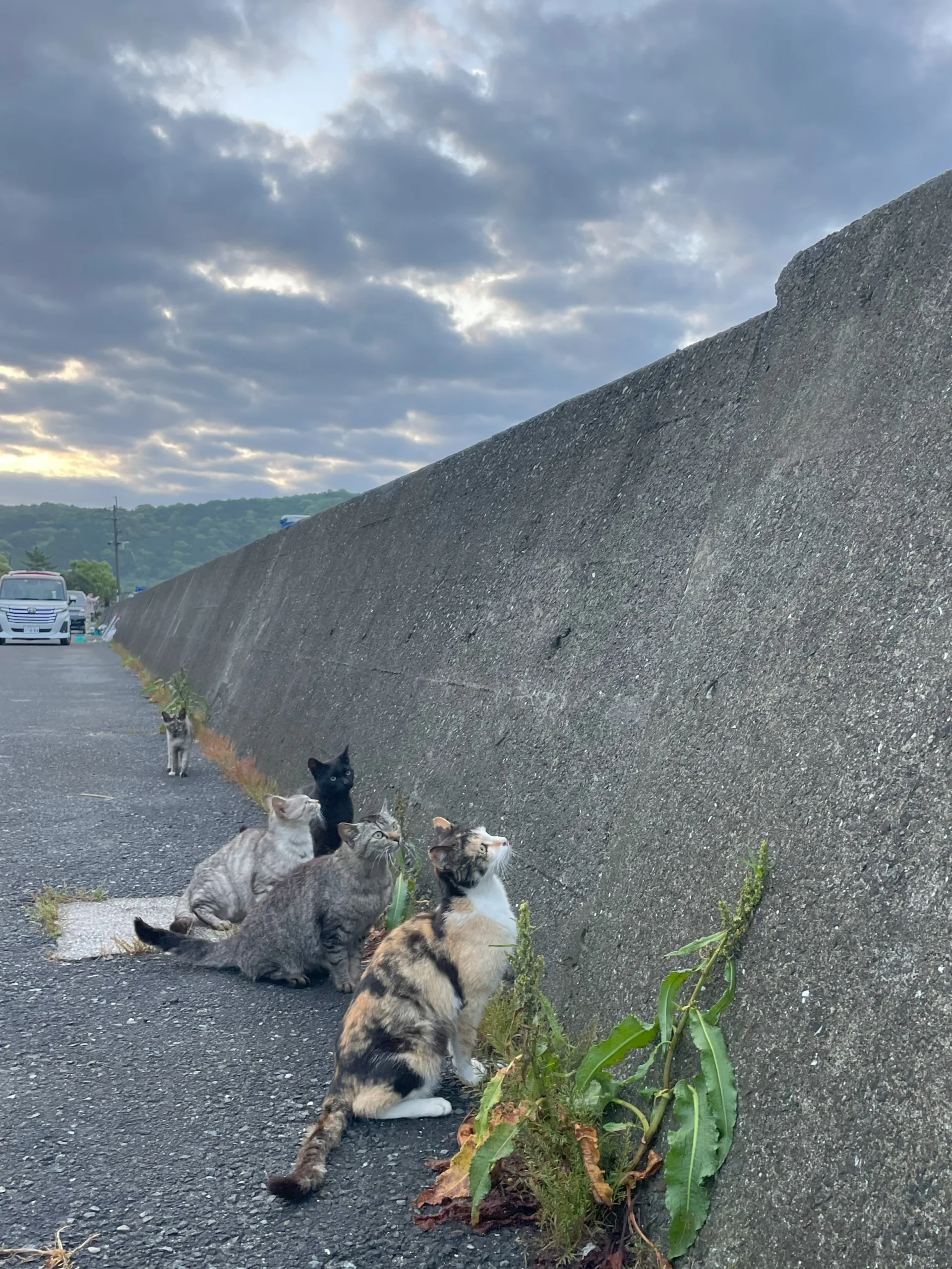 釣り人の魚を狙う猫たち