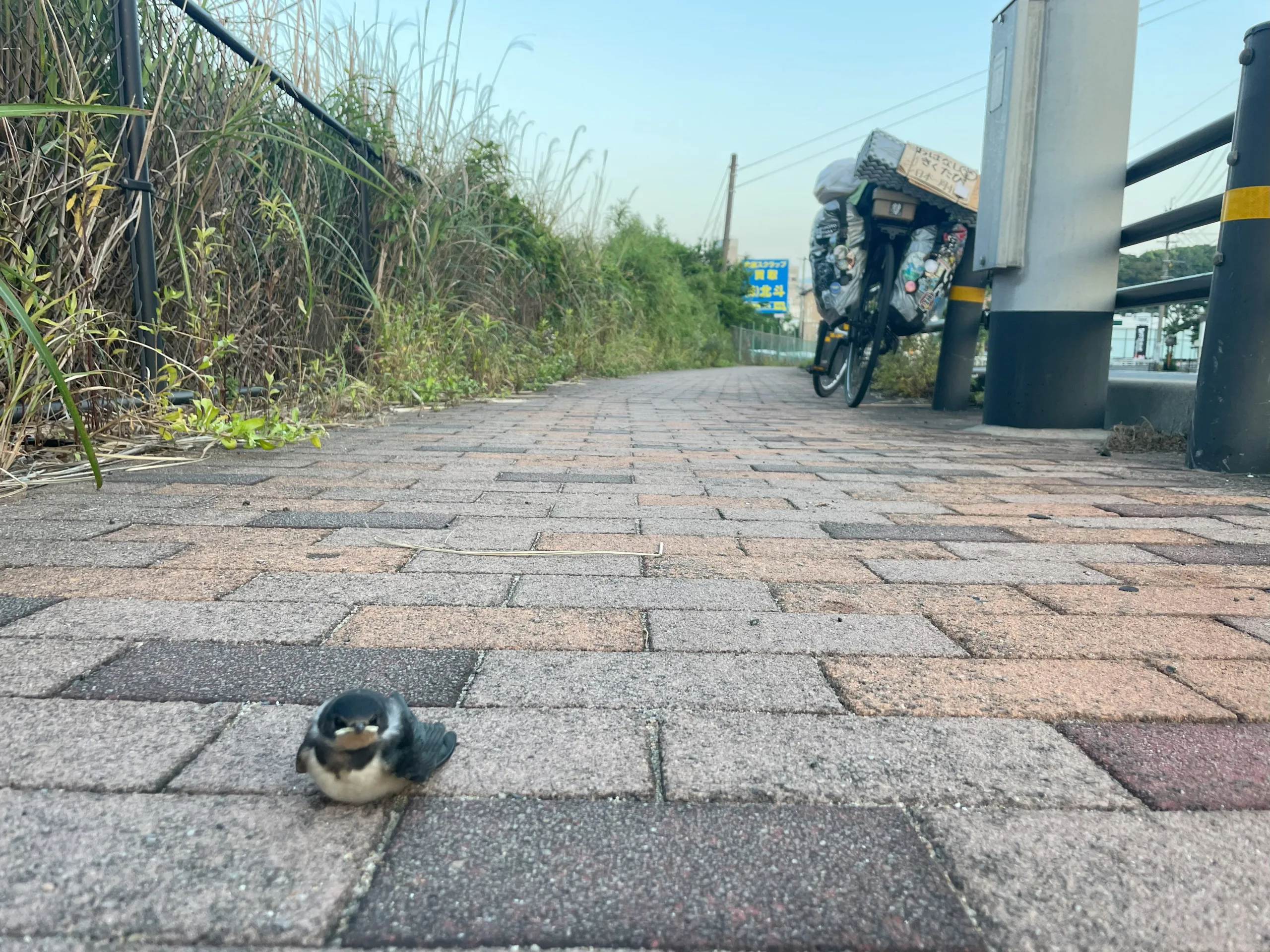 佐世保の歩道にいた小鳥