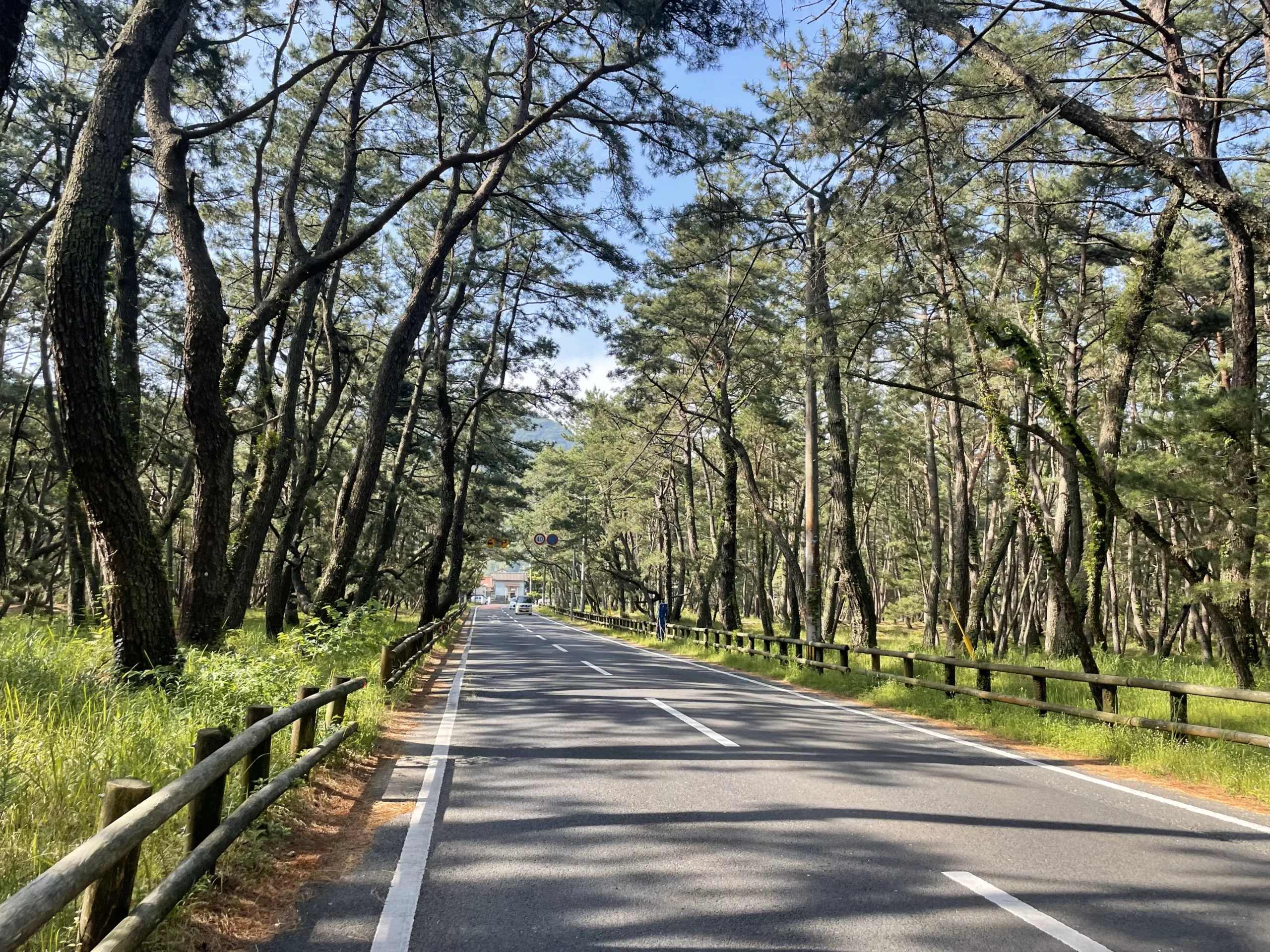 唐津の虹の松原