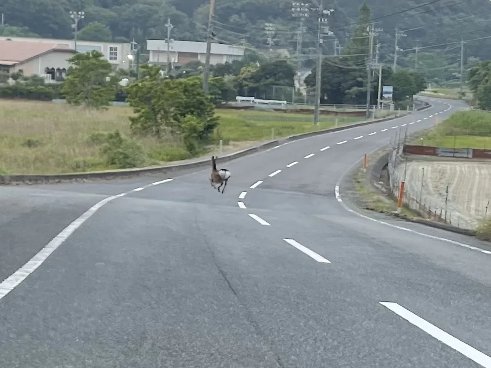 山口の国道に飛び出してきた鹿