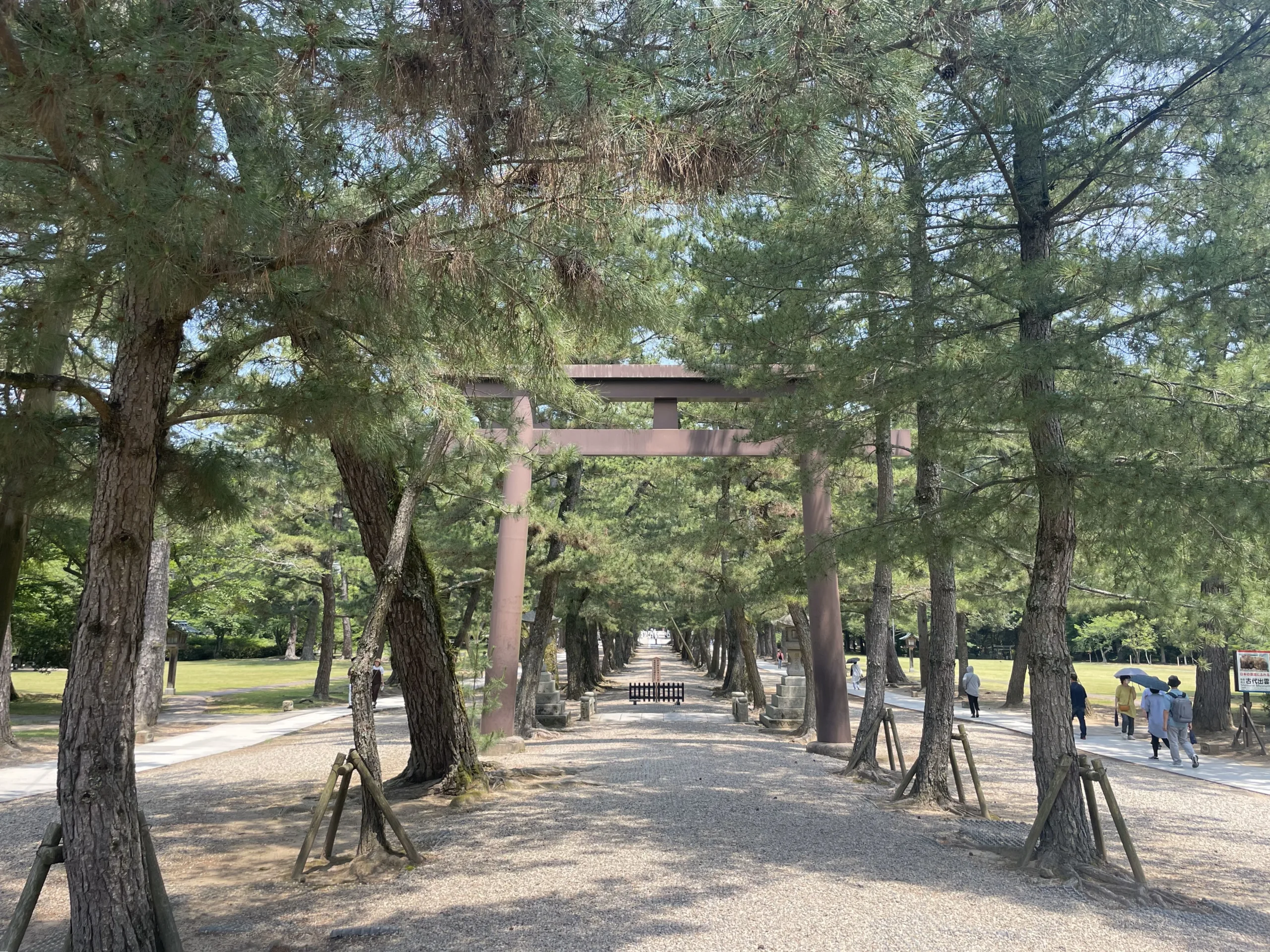 出雲大社の松の参道