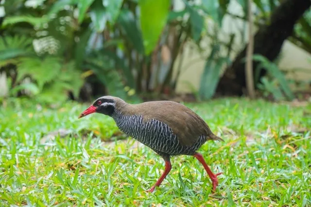 ヤンバルクイナ